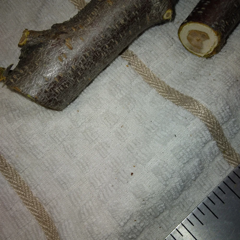 Peach Tree Branches for Crafting Isopods Reptiles Terarrium Jararrium Vivarium